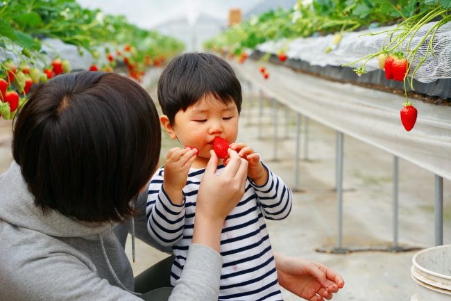 いちご狩り体験＜岡﨑農園＞