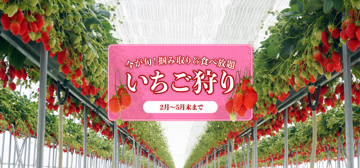 〈30分食べ放題〉京丹後市でいちご狩り！