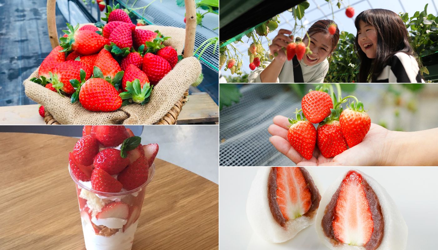 苺づくしの京丹後を楽しもう - 「京丹後ナビ」京丹後市観光公社 公式サイト