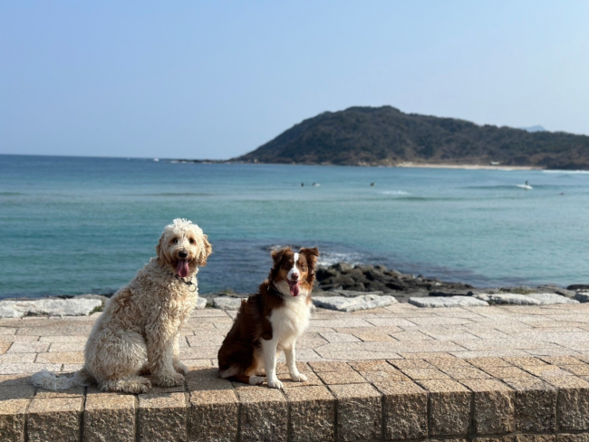 愛犬とお散歩