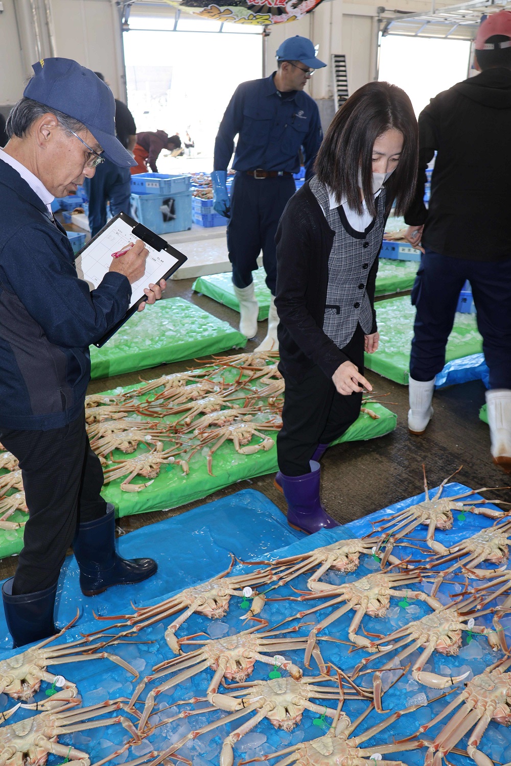 正真正銘”の間人ガニ産地偽装防止へ漁獲履歴可視化プレート導入